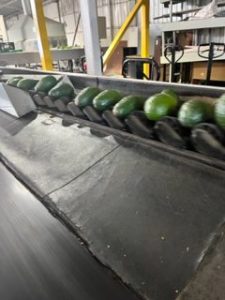 calibracion palta