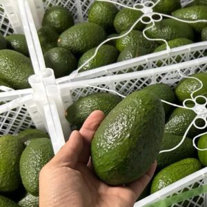 La mejor Palta Hass