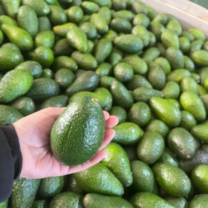 La mejor Palta Hass