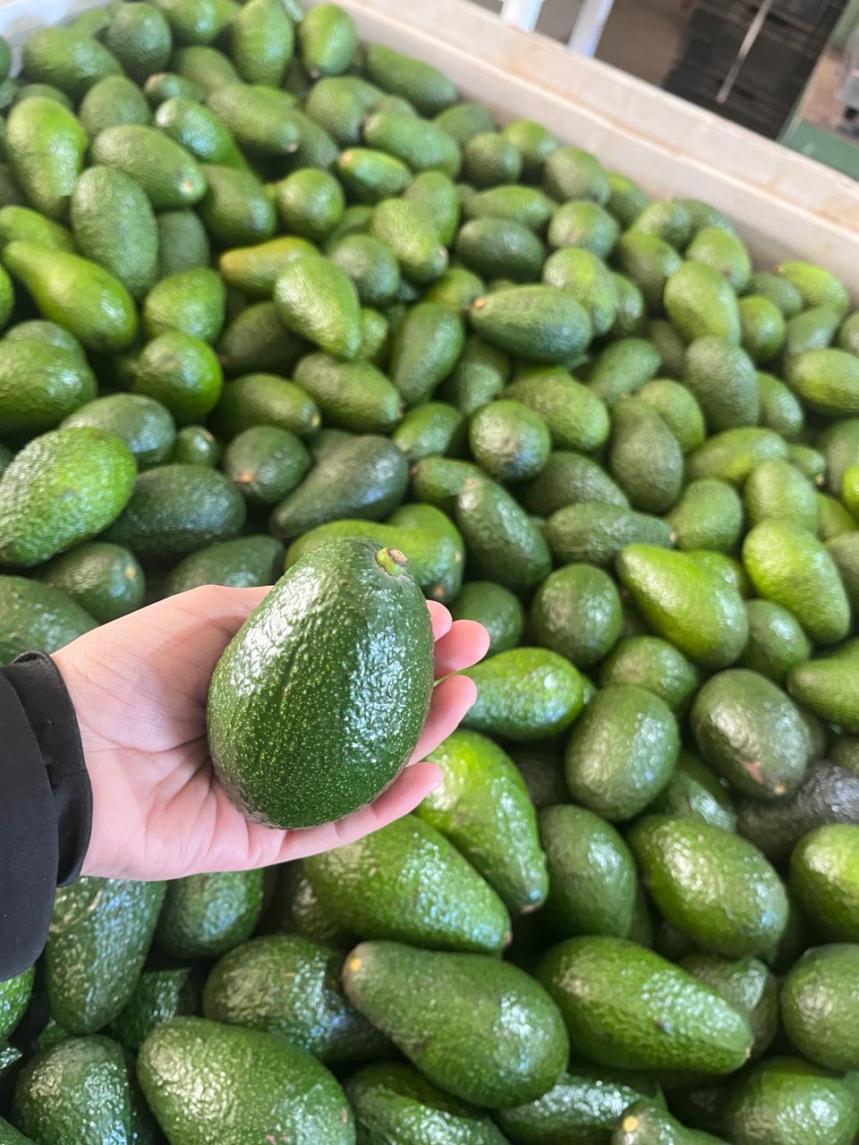 La mejor Palta Hass