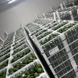 Palta Hass Peruana