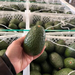 Palta Hass Peruana