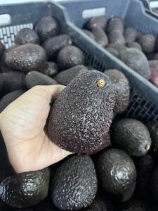 MADURACION DE PALTA HASS NACIONAL