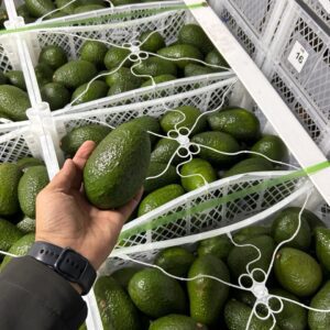 Palta Hass Peruana
