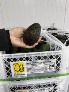 PALTA HASS PERUANA MADURA