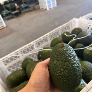 Palta Hass Peruana