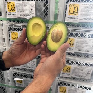 Maduracion Palta Hass Arequipa