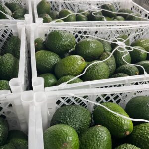 Palta Hass Peruana