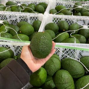 Palta Hass Peruana